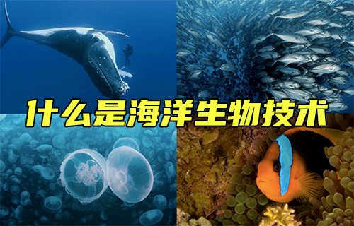 【科普视频】什么是海洋生物技术